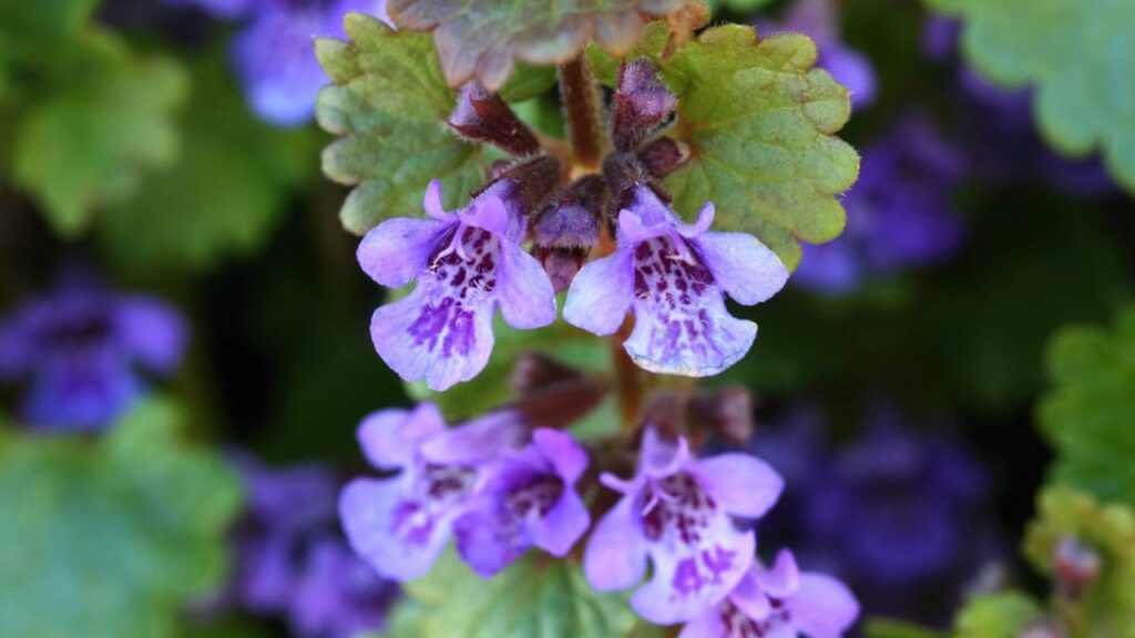 Nahaufnahme von Gundermann mit violetten Blüten im Rasen