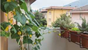 Gurkenpflanze auf dem Balkon