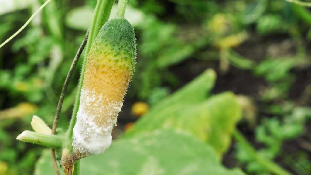 Sclerotinia-Welke