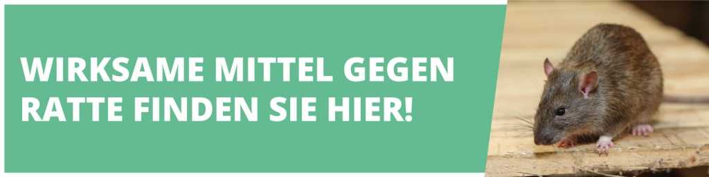 Wirksame Mittel gegen Ratten bei Amazon finden