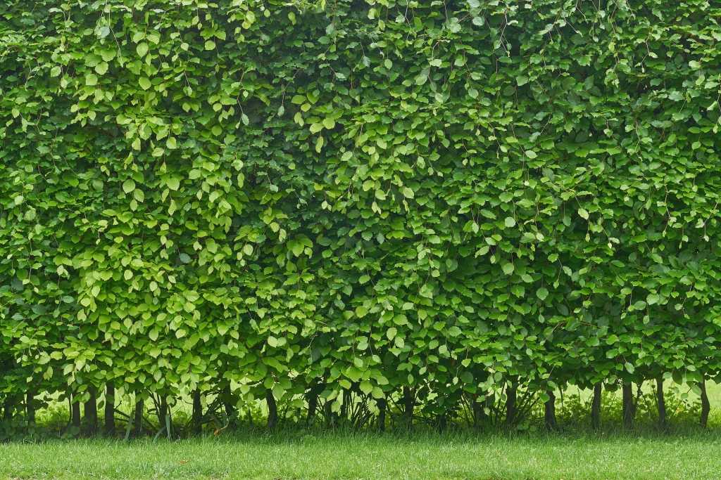 Dichte Hainbuchenhecke aus mehreren Baumreihen