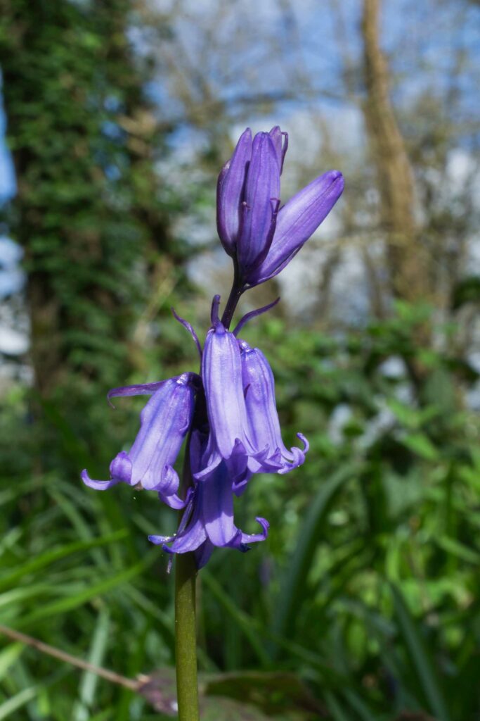 Violette Hasenglöckchen im Wald