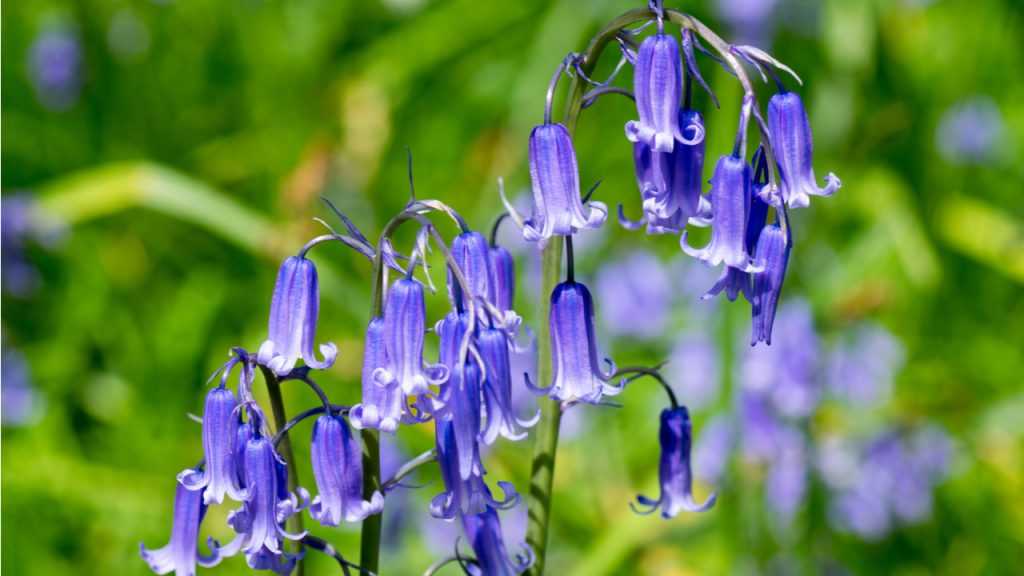 Nahaufnahme der Blüte des Hasenglöckchens
