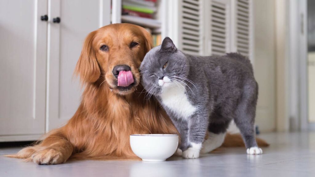 Hund und Katze können Flöhe in den Haushalt einschleppen