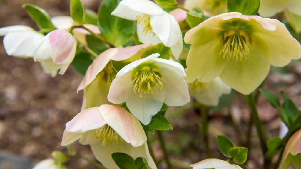 Christrose  im Freien.