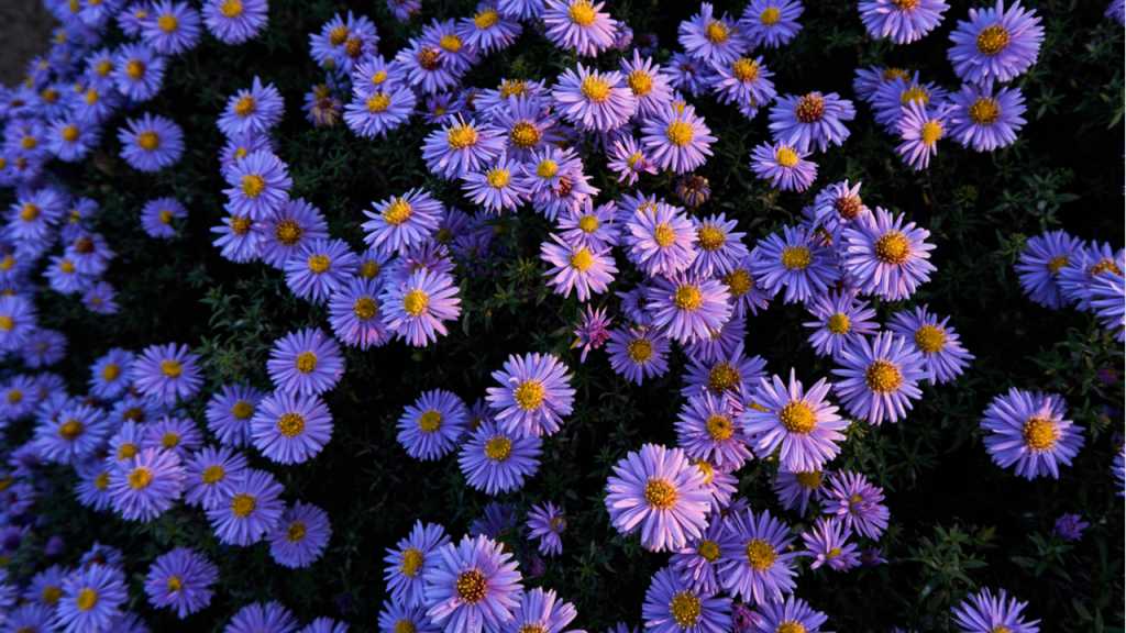 Violette Herbstastern mit gelber Blütenmitte