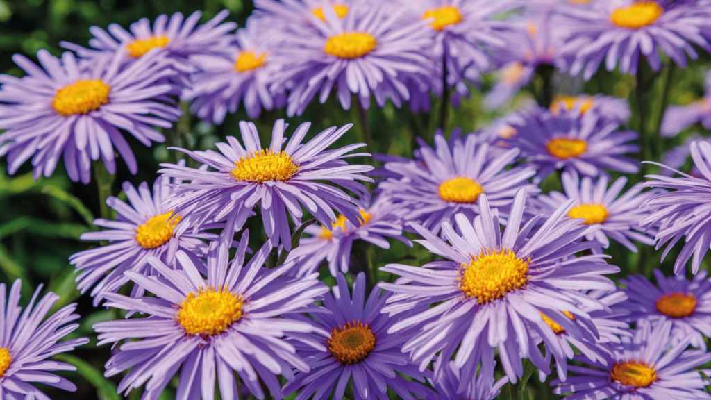 Aster