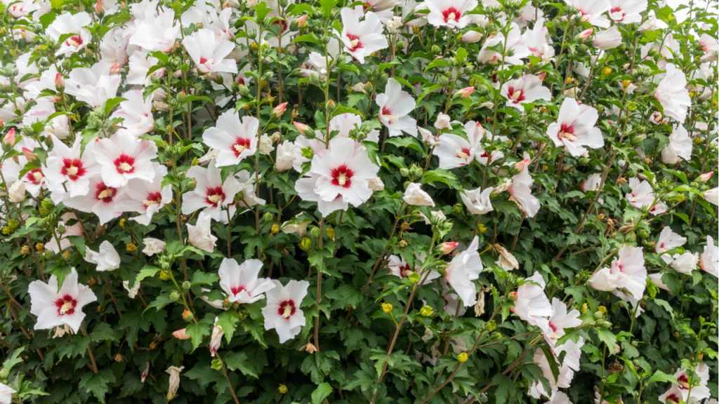 Stauden-Hibiskus im Freien.