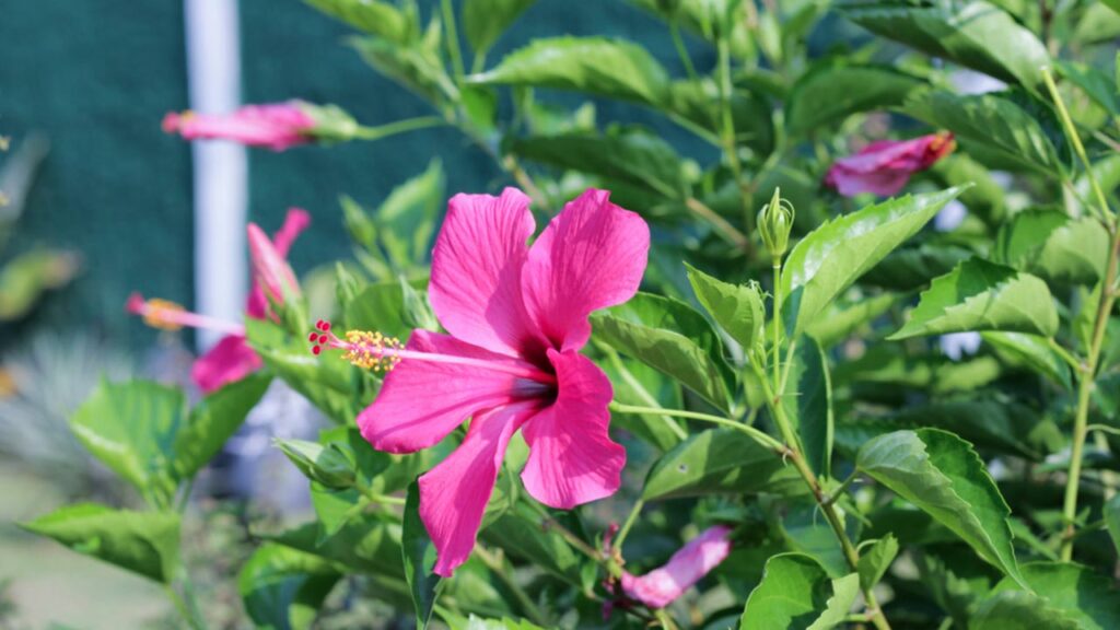 Rosen-Eibisch (Hibiscus-rosa-sinensis-Hybriden)
