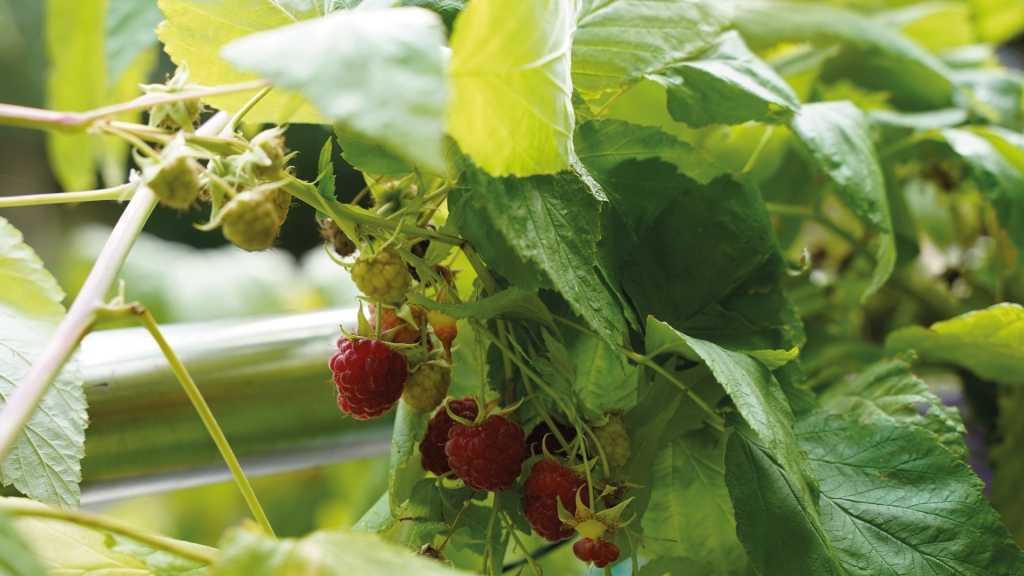 Himmeeren sind mit die beliebtesten Beeren.