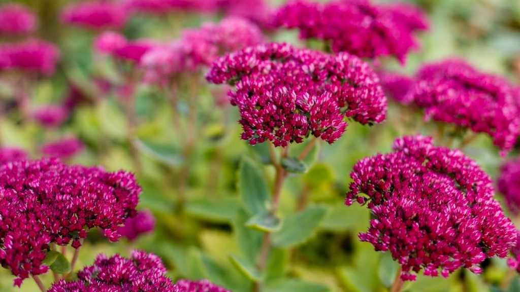 Fetthenne Sedum für sonnige trockene Standorte