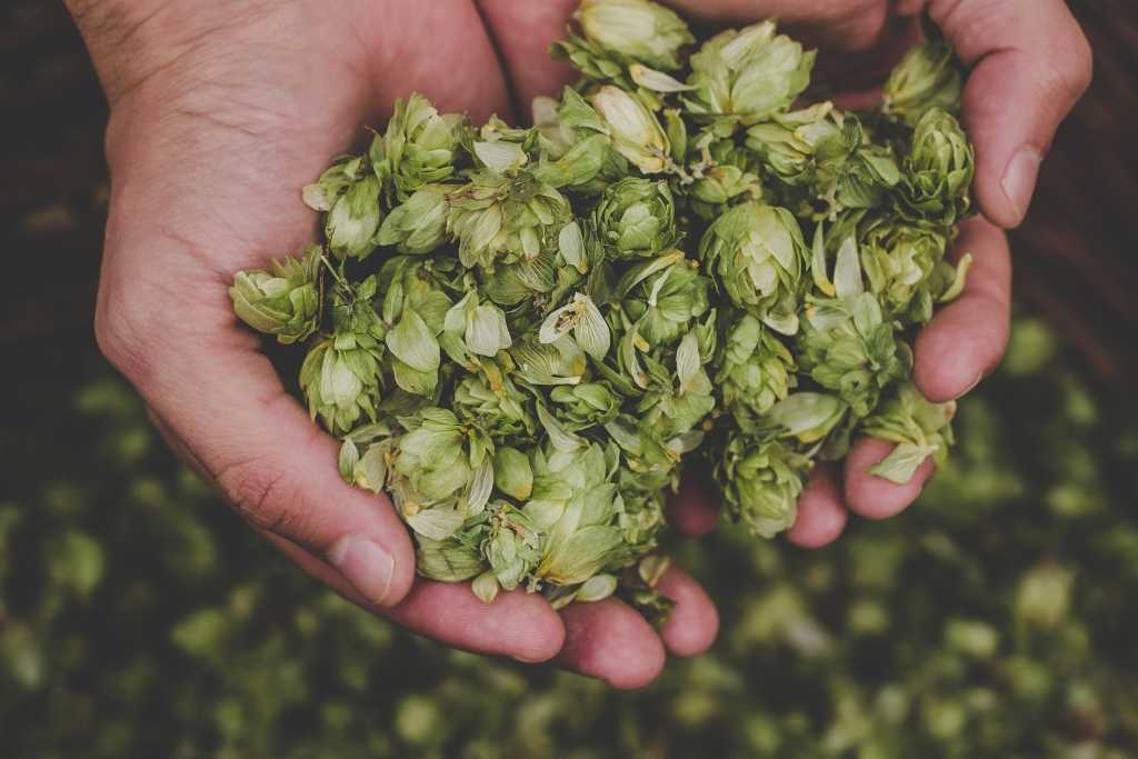 Hopfen