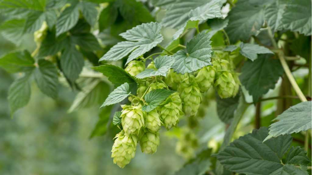 Nahaufnahme Hopfen