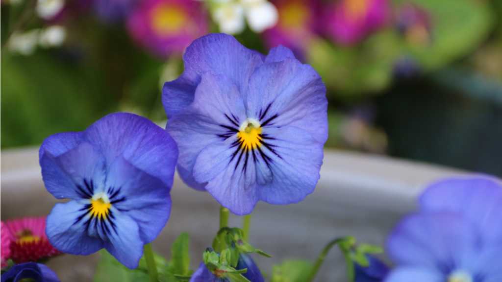 Blaue Hornveilchen mit gelber Blütenmitte