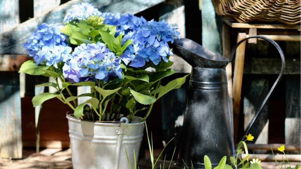 Hortensie im Kübel neben einer Gießkanne