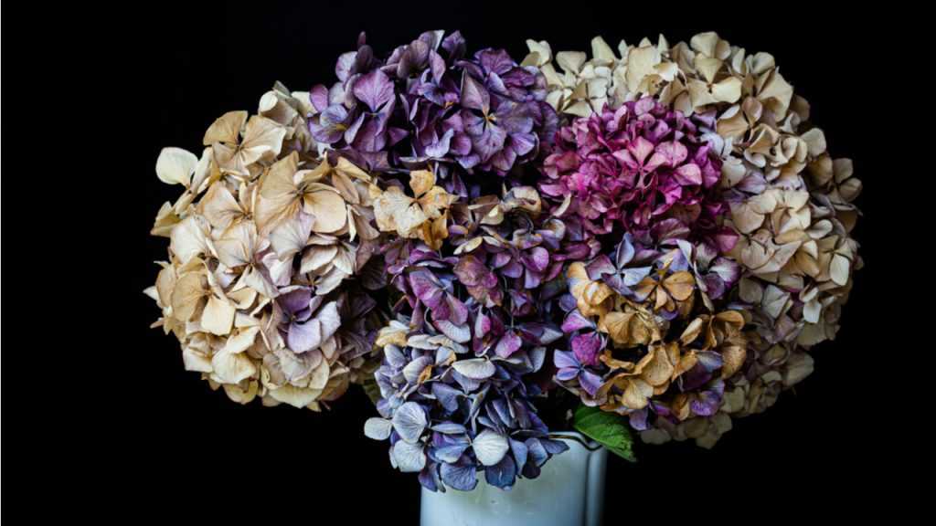 getrocknete Hortensie in Vase