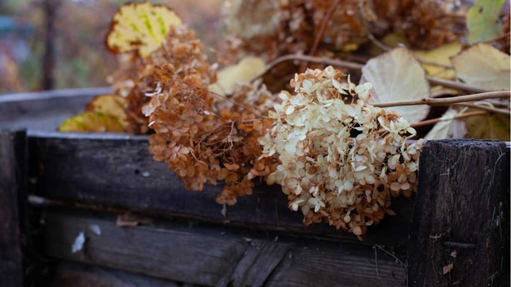 getrocknete Hortensien liegen auf Holzstapel