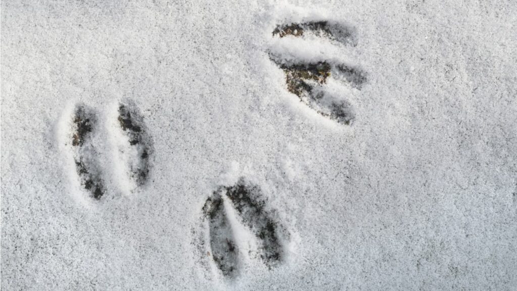 Hufabdrücke im Schnee