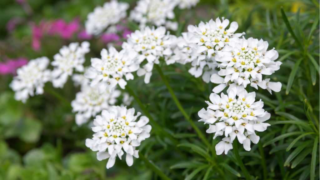 Die Blätter der Schleifenblume sind lanzettlich geformt und 2 bis 4 cm lang.