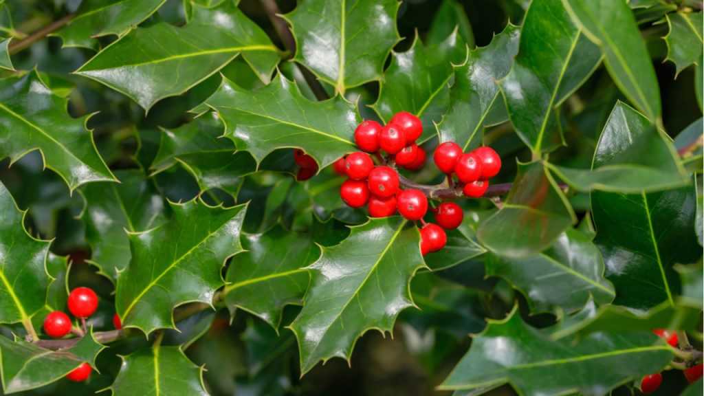 Nahaufnahme der Blätter und Frucht der Ilex