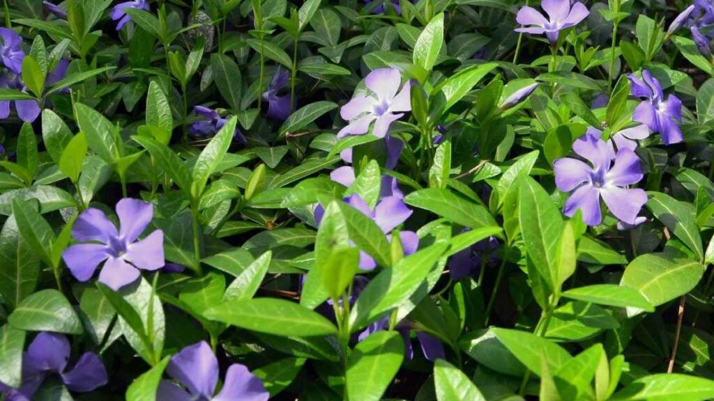 Violette Blüten des Großen Immergrüns zwischen grünem Laub