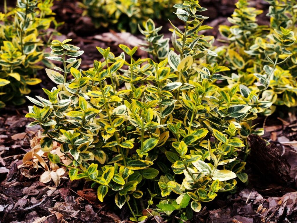 Gelb-grün panaschierte Kriechspindel