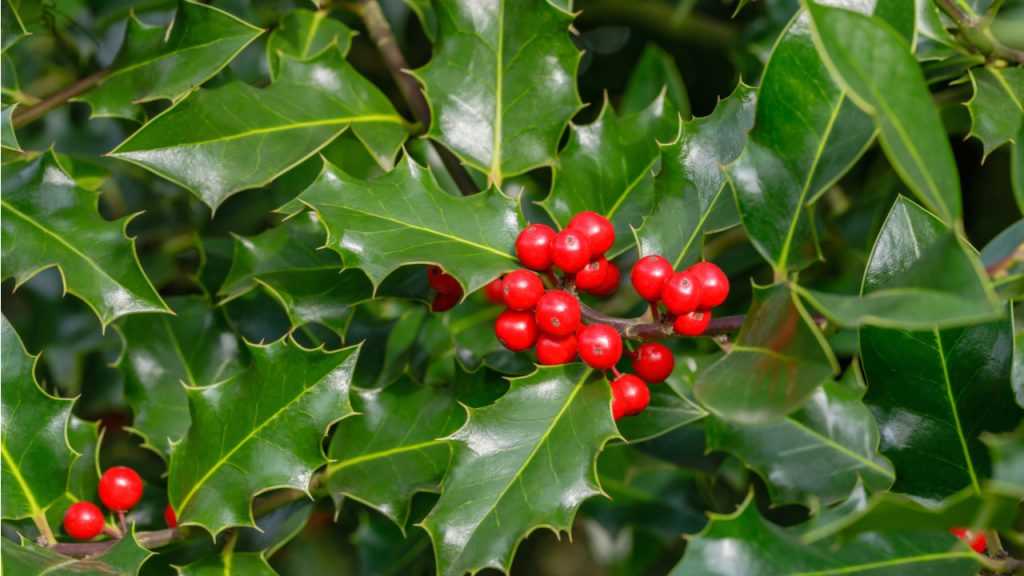 Eine Europäische Stechpalme (Ilex aquifolium) diee früchte trägt 