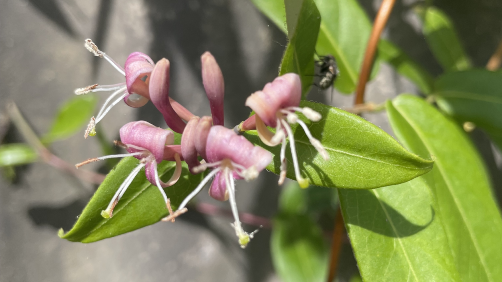 Das Immergrüne Geißblatt begeistert im Sommer mit duftenden Blüten 