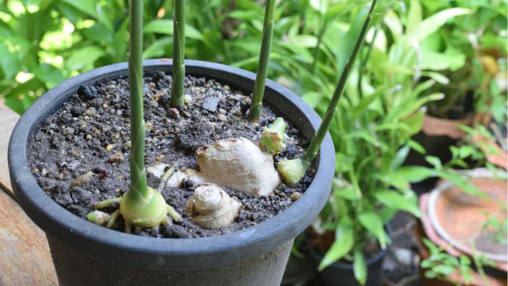 Sobald die ersten grünen Spitzen des Ingwers aus der Erde ragen, ist es Zeit für ein Umtopfen. 