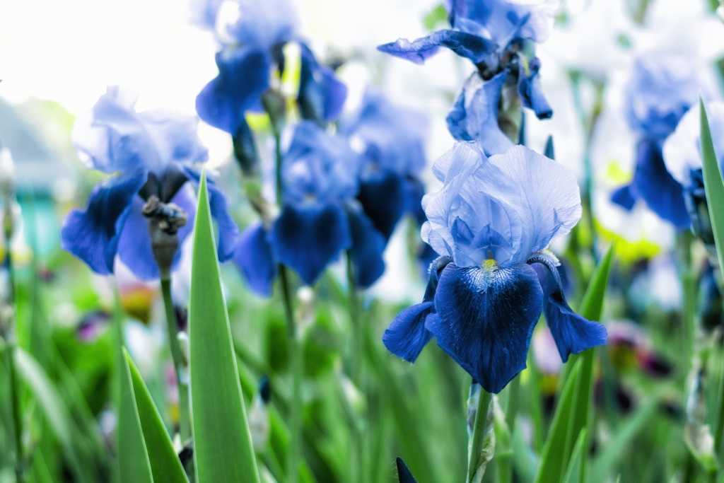 Blaue Schwertlilien im Beet