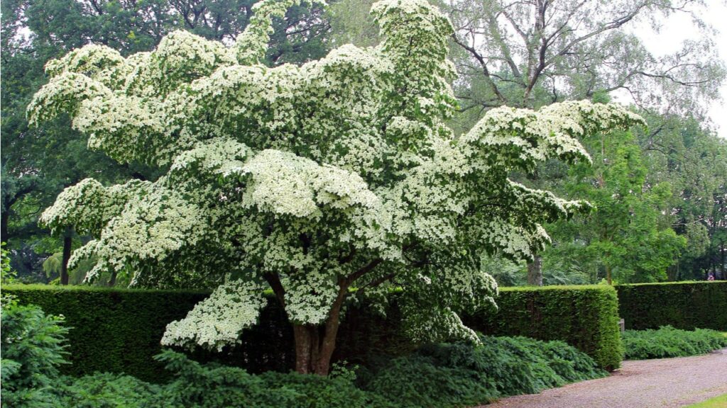Japanischer Blumenhartriegel mit weißen Hochblättern