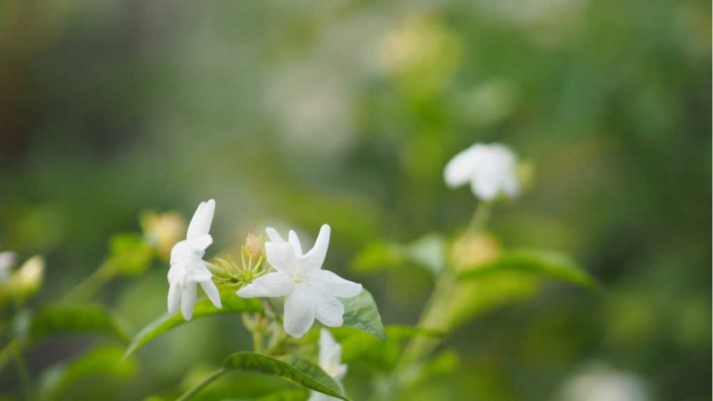 Der ansonsten pflegeleichte Jasmin braucht beim Überwintern etwas mehr Zuwendung.
