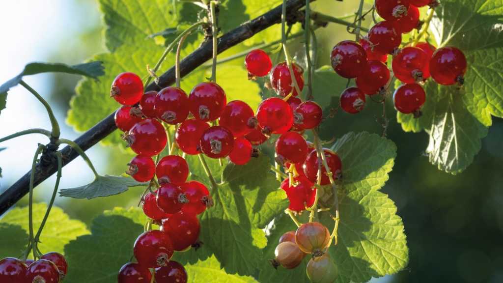 Rote Johannisbeeren an einem Strauch