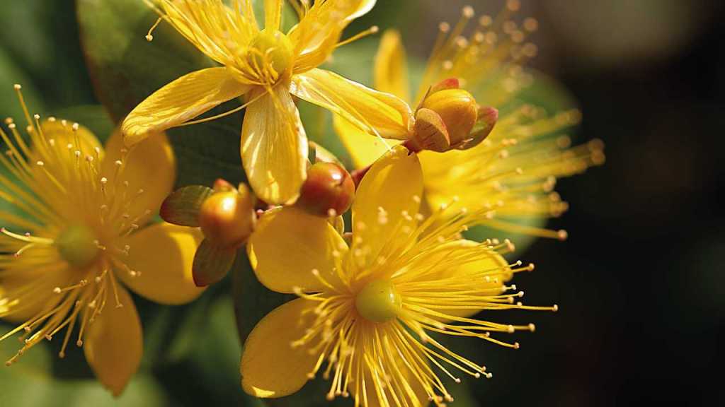 Johanniskraut (Hypericum perforatum)