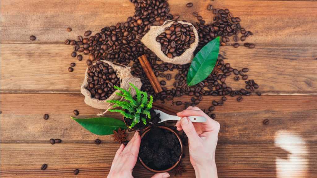 Hände topfen eine kleine Pflanze neben Kaffeebohnen ein
