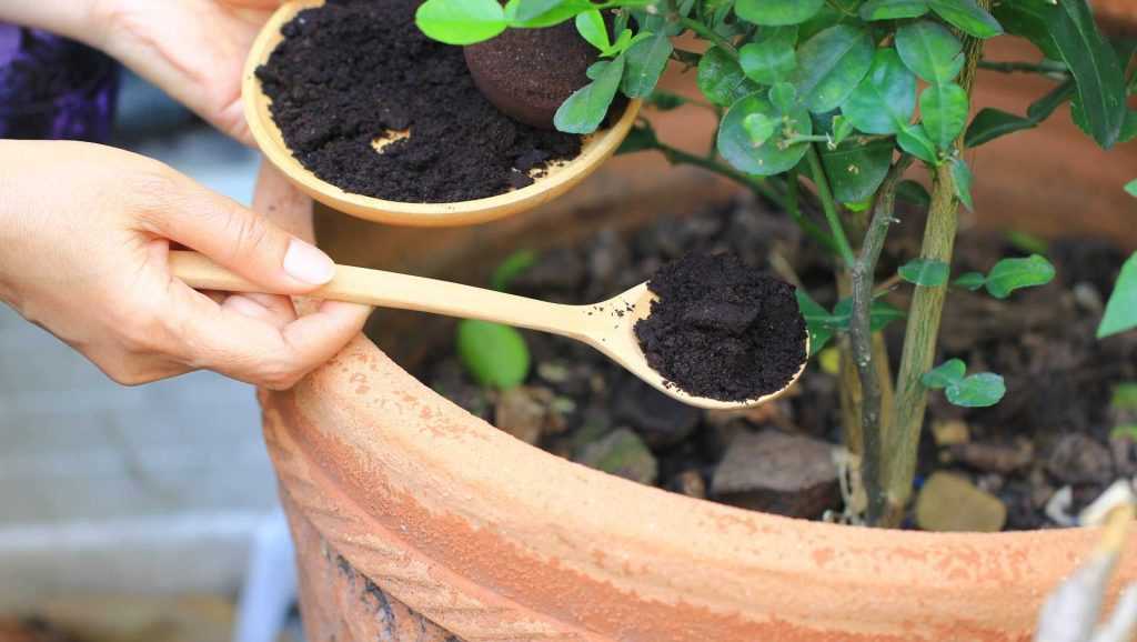 Pflanze wird mit Kaffeesatz versorgt