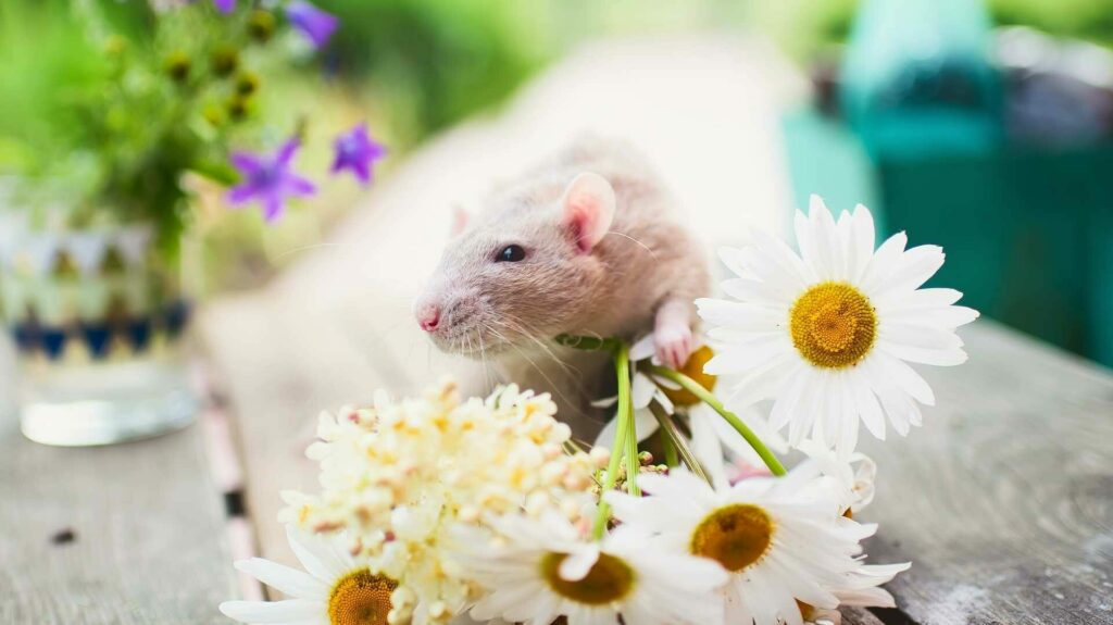 Ratte zwischen weißen Margeritenblüten