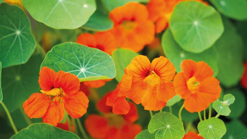 Orange Kapuzinerkresse zwischen runden Blättern