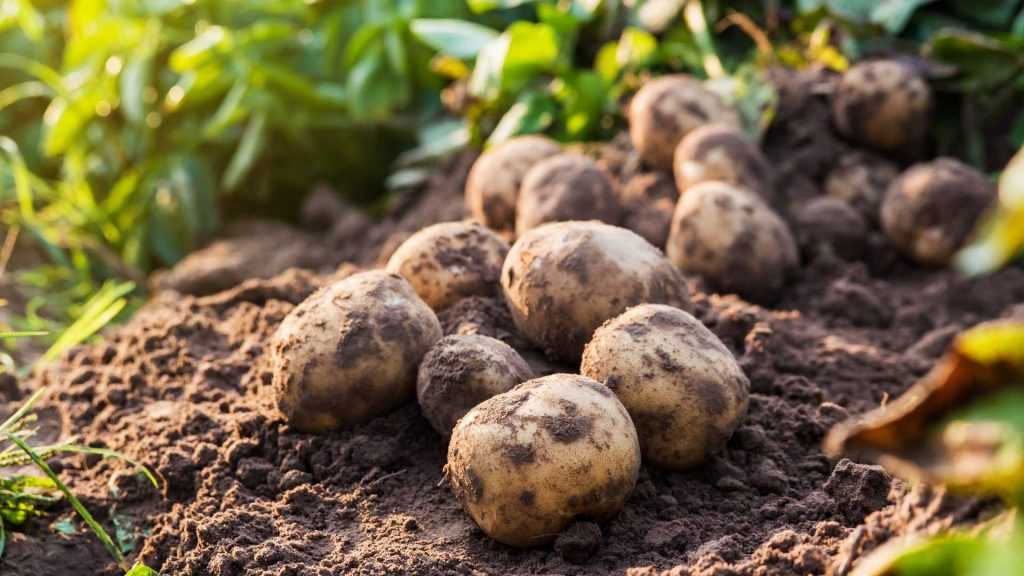 Frisch geerntete Kartoffeln auf lockerer Erde