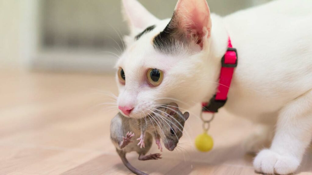 Weiße Katze trägt eine Maus im Maul