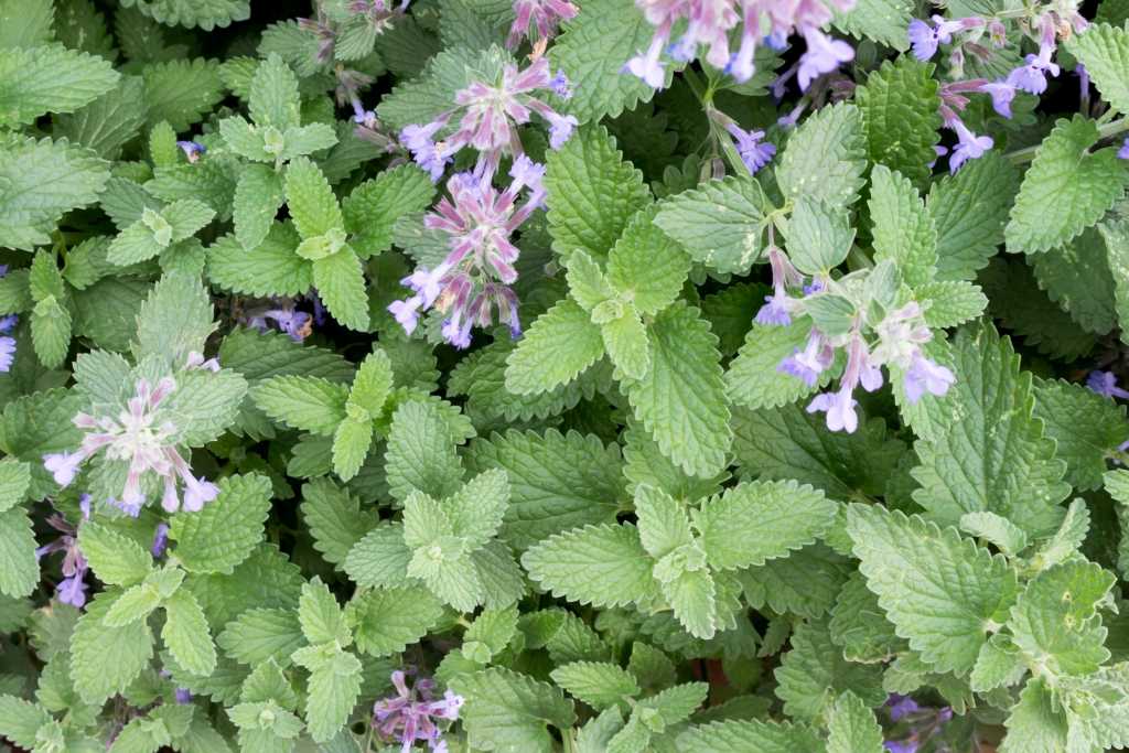 Katzenminze mit violetten Blütenständen