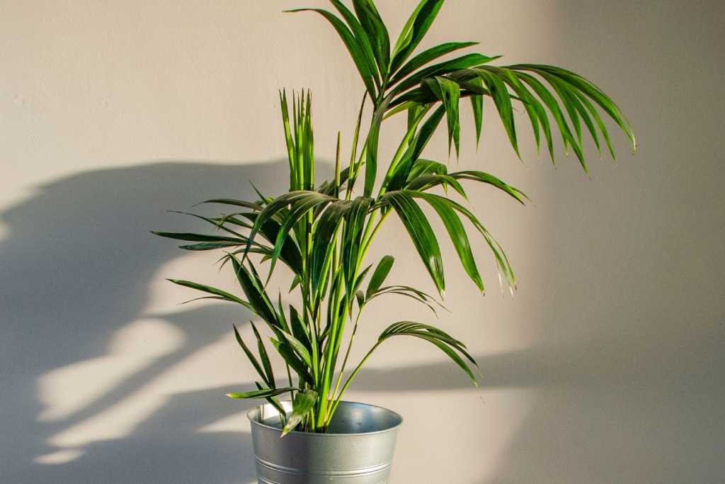 Kentia-Palme in einem Metalltopf