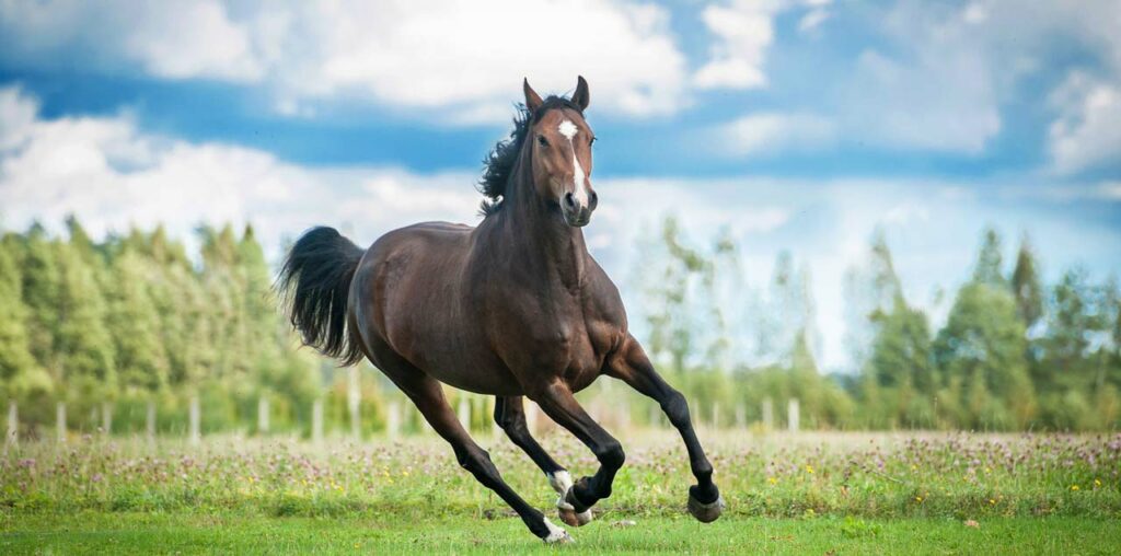 Pferd