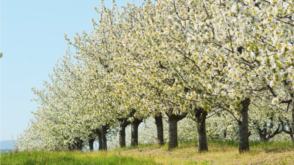 Allee aus weiß blühenden Kirschbäumen
