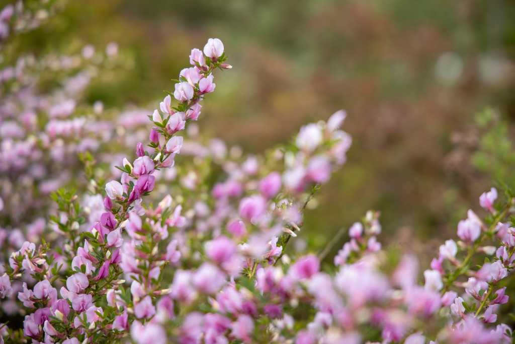 Zweige mit zahlreichen kleinen rosafarbenen Blüten