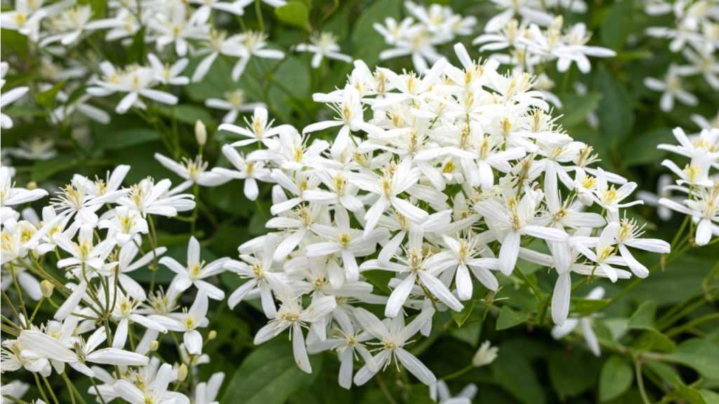 Blüten der kleinblütigen Waldrebe