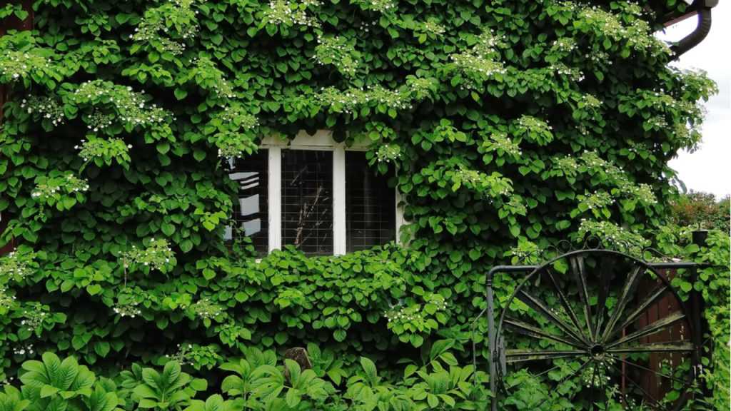 Haus um welches Hortensie hochwächst 