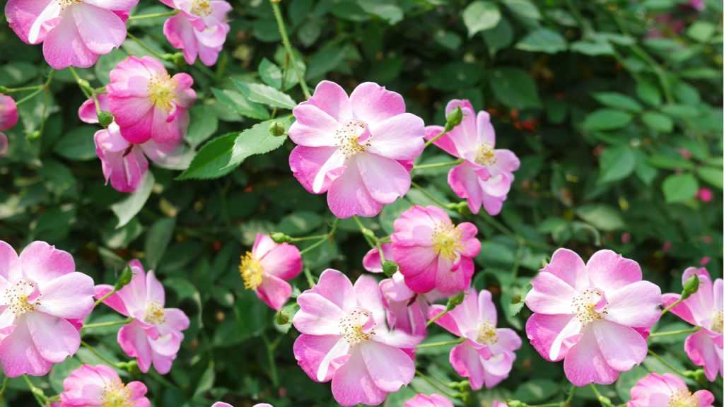 Kletterrose im Freien