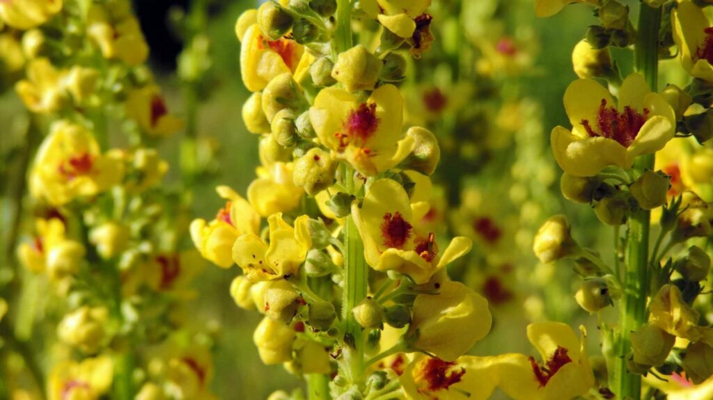 Königskerze (Verbascum)