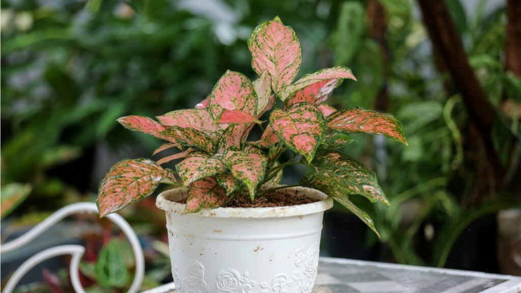 Aglaonema mit rosa-grün gemusterten Blättern